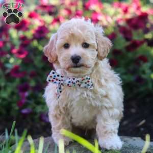 Brodie, Havapoo Puppy